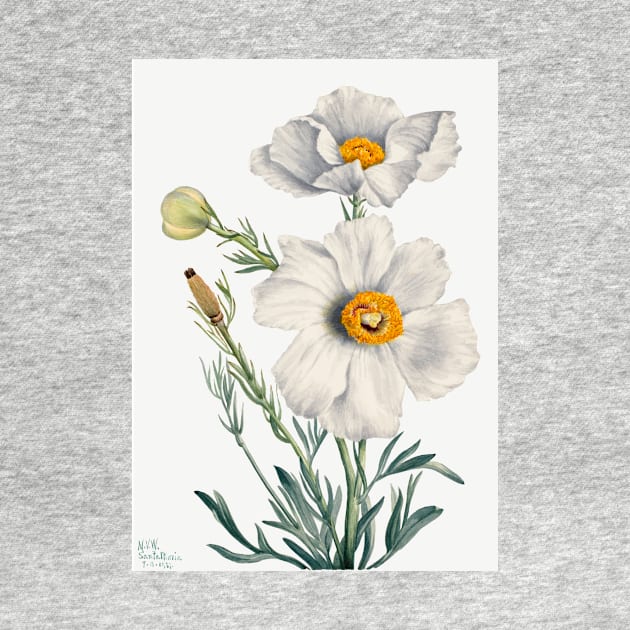 flowers painting, Matilija Poppy (Romneya coulteri) (1931) by Mary Vaux Walcott by T-SHIRT-2020